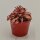 Cryptanthus bivittatus Pink Star - 6cm