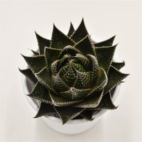 Aloe Cosmo - 8,5cm