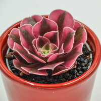 Aeonium Wheels of Admiration - 6cm