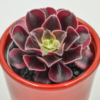 Aeonium Wheels of Fascination - 6cm