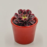 Aeonium Wheels of Fascination