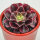 Aeonium Wheels of Fascination