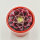 Aeonium Wheels of Fascination