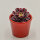 Aeonium Wheels of Fascination