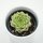 Echeveria Malgan x Queen - 6cm