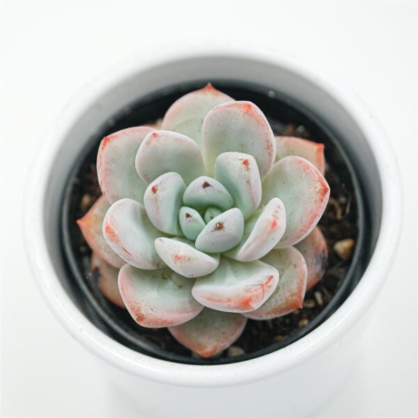 Echeveria Snow Scene- 6cm