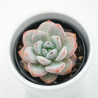 Echeveria Snow Scene- 6cm