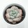 Echeveria Snow Scene- 6cm