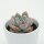 Echeveria Snow Scene- 6cm