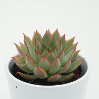 Echeveria Yeon-Deung- 9cm