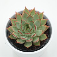 Echeveria Yeon-Deung- 9cm