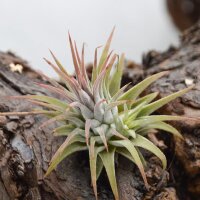 Tillandsia ionantha rubra