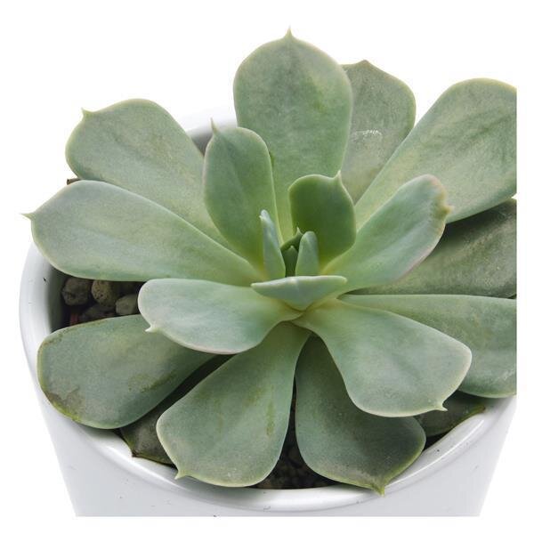 Echeveria Holy Gate