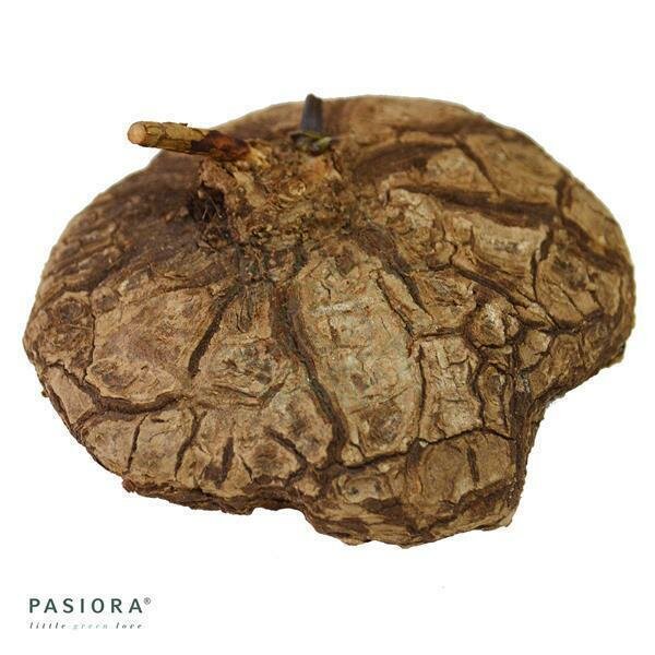 Dioscorea mexicana - Caudex Ø 13 - 15cm