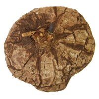 Dioscorea mexicana - Caudex Ø 13 - 15cm