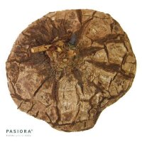 Dioscorea mexicana - Caudex Ø 8 - 10cm