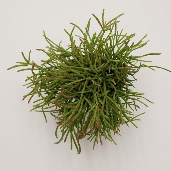 Rhipsalis cassutha