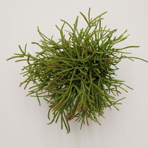 Rhipsalis cassutha