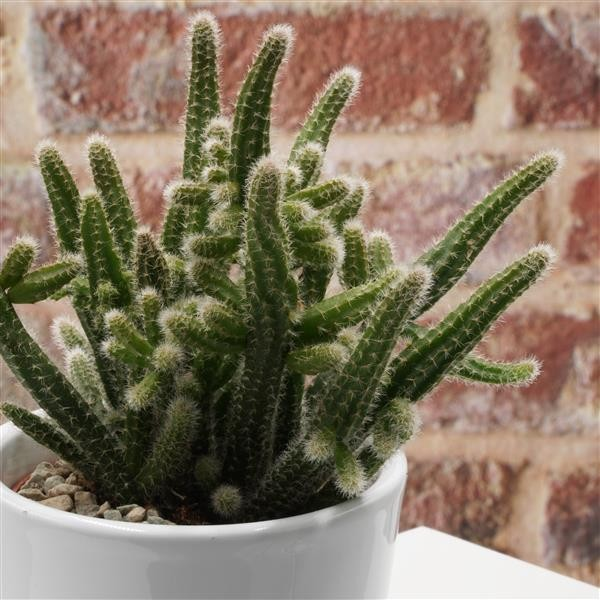 Rhipsalis horrida