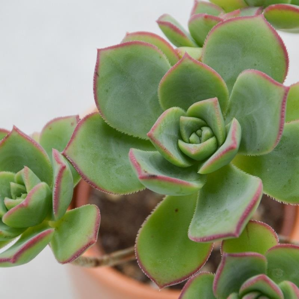 Aeonium haworthii Pinwheel