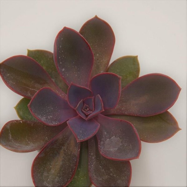 Echeveria Purple Pearl