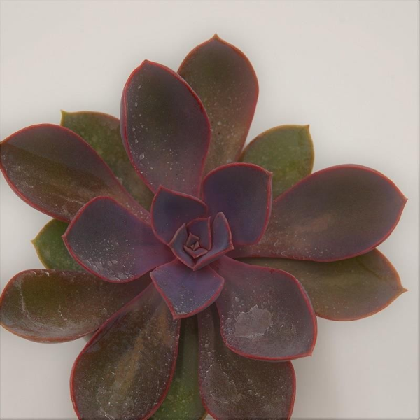 Echeveria Purple Pearl