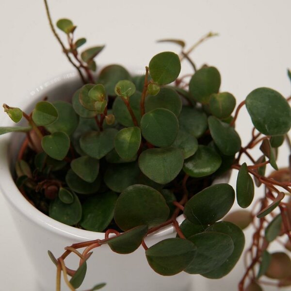 Peperomia Pepperspot - 6cm