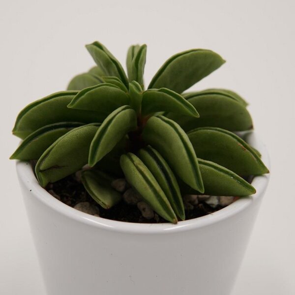 Peperomia Hope