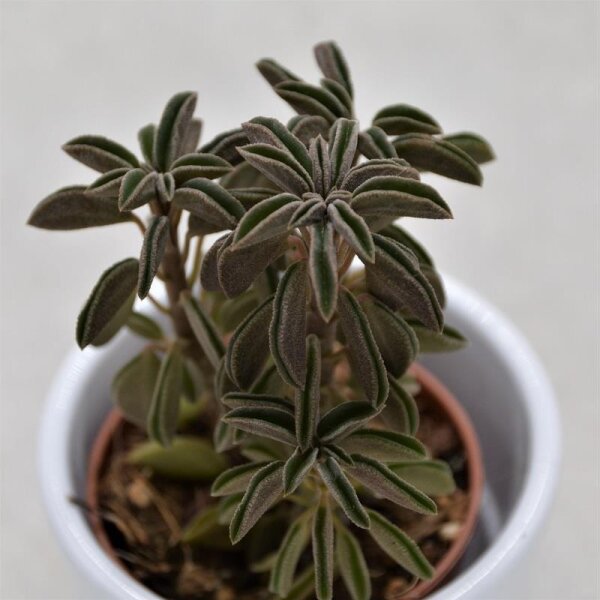 Peperomia Pixie