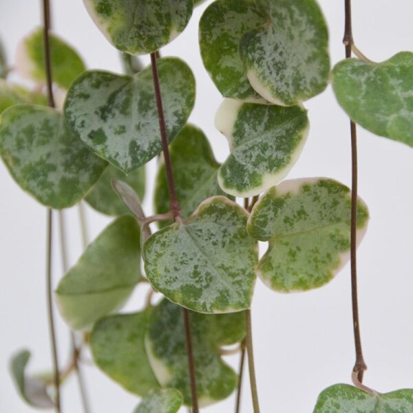 Ceropegia woodii f. variegata