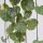 Ceropegia woodii f. variegata - 8cm
