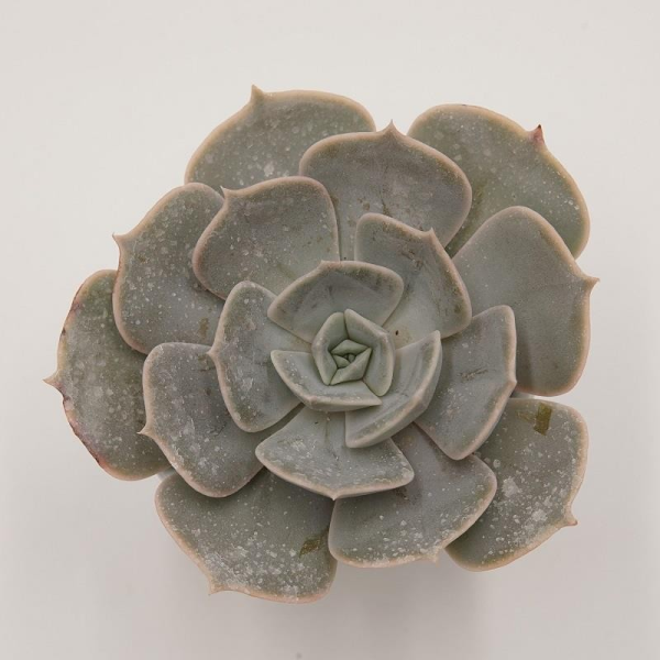 Echeveria pollux - 6cm