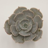 Echeveria Pollux - 6cm