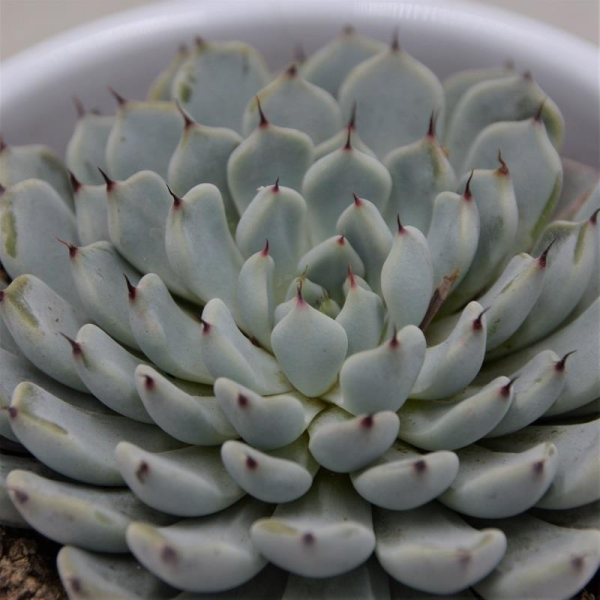 Echeveria Minima