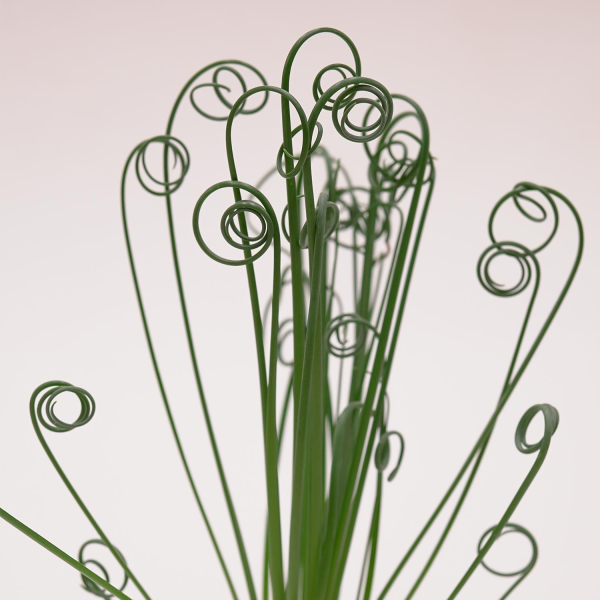 Albuca spiralis