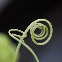 Albuca spiralis Fizzle Sizzle - 12cm