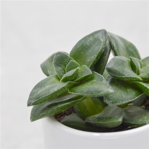 Crassula Springtime