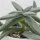 Crassula mesembryanthemoides Tenelli - 6cm