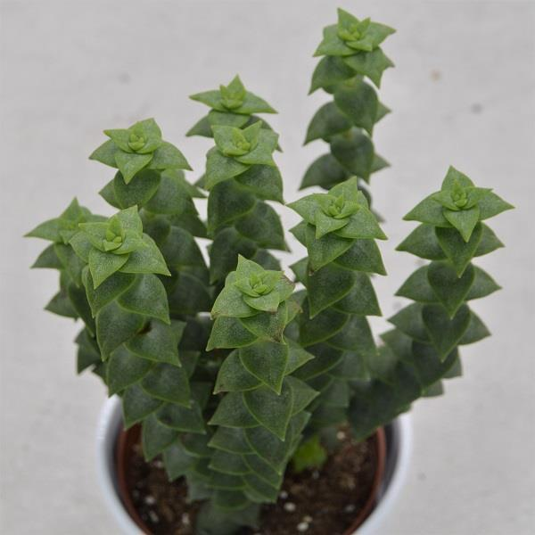 Crassula perforata - 10,5cm