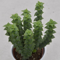 Crassula perforata - 10,5cm