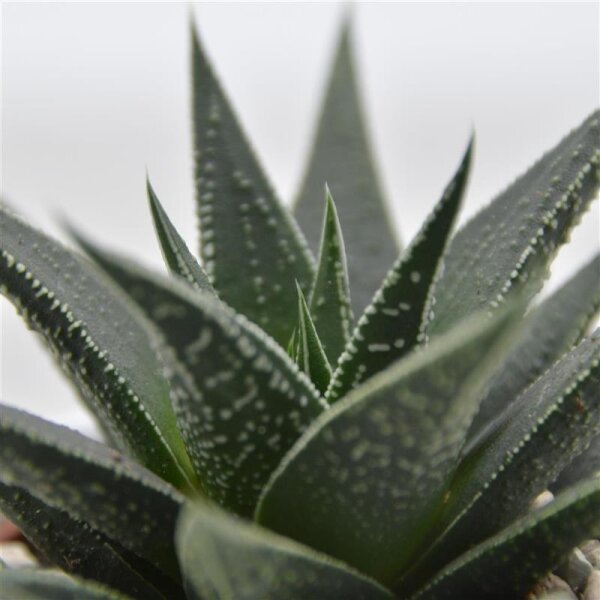 Haworthia Banded Pearls