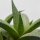 Haworthia venosa subsp. tessellata - 6cm