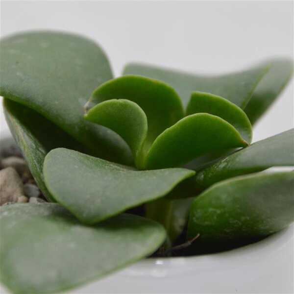 Kalanchoe beharensis Nuda