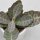Kalanchoe humilis Desert Surprise - 6cm