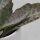 Kalanchoe humilis Desert Surprise - 6cm