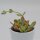 Kalanchoe rotundifolia - 6cm