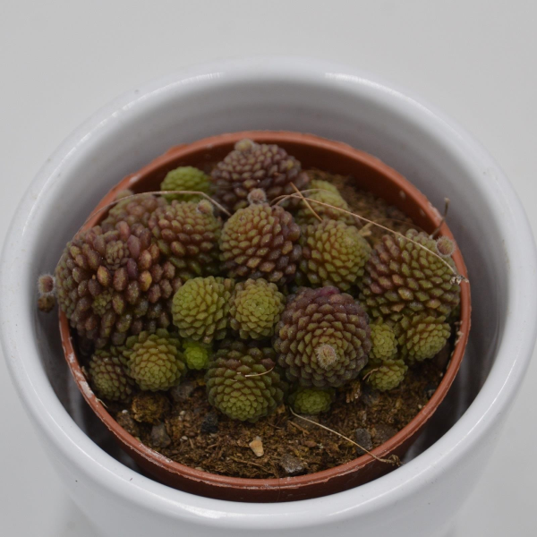 Monanthes polyphylla - 6cm
