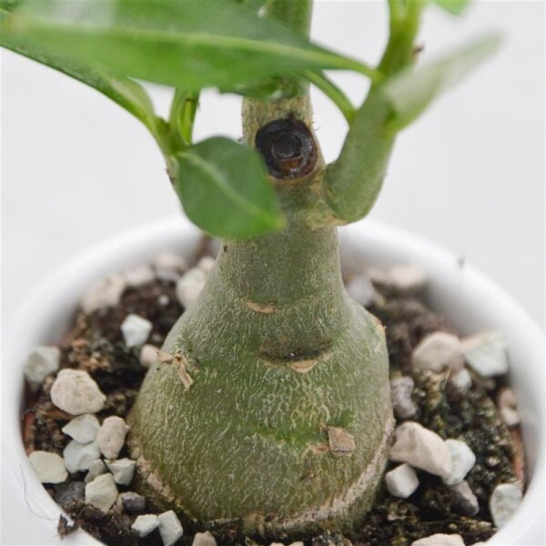 Adenium obesum