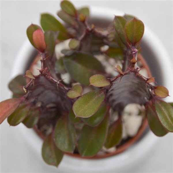 Euphorbia trigona Rubra