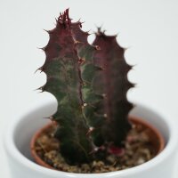 Euphorbia trigona Rubra - 5,5cm